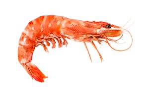 Tiger prawns