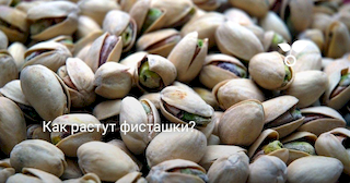 Ground pistachios
